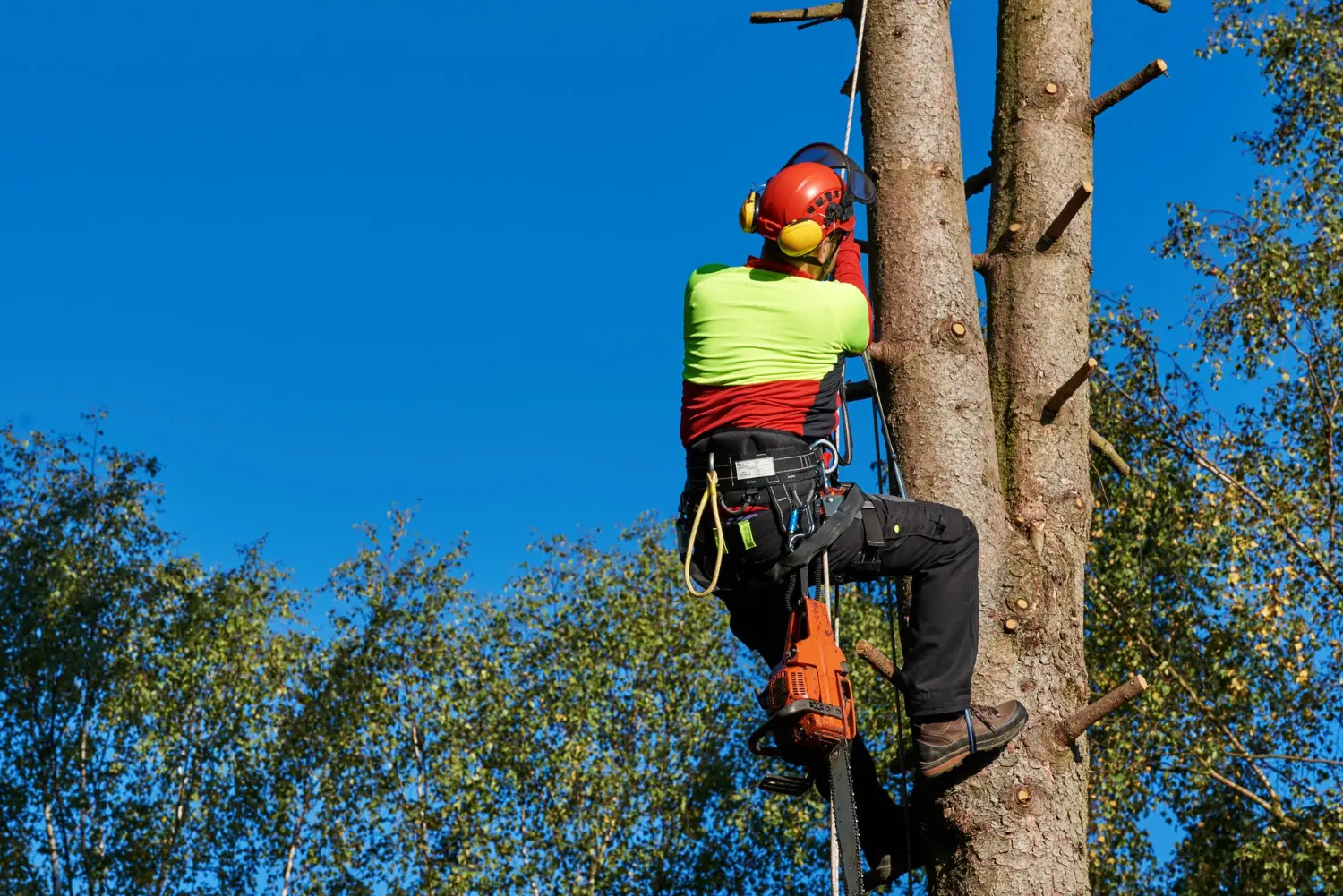 Professional Tree Services