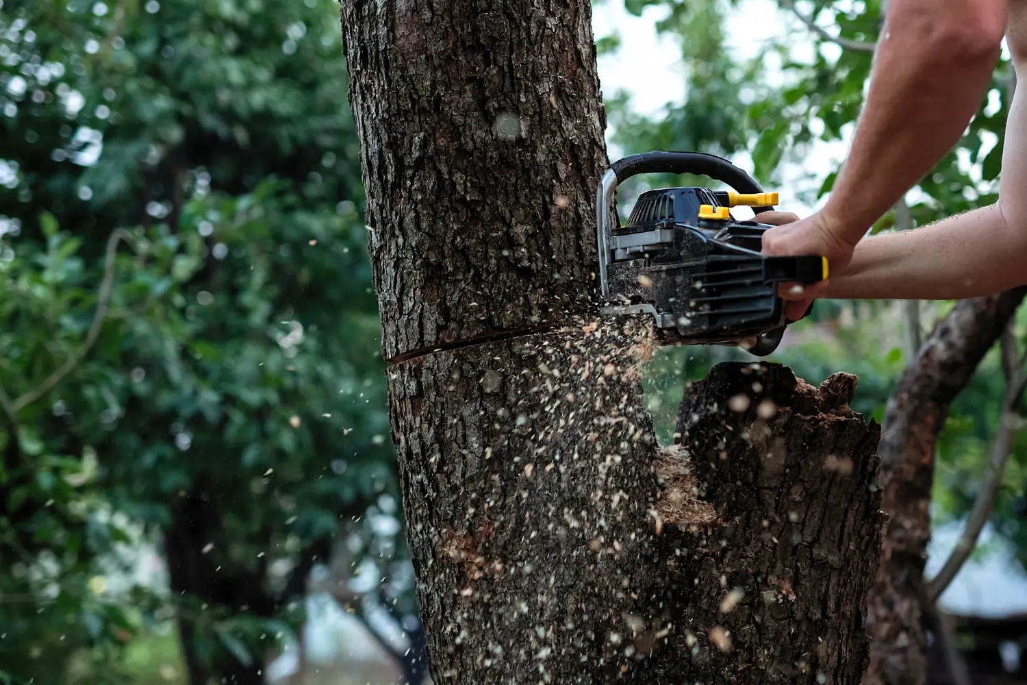 Precision Tree Removal
